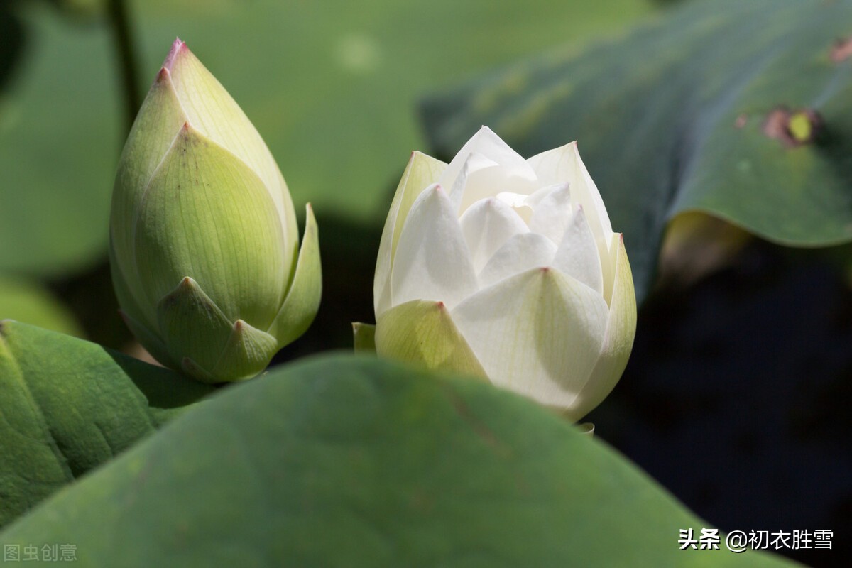 赏读诗经荷花两首，别有一番感受，原来荷花是形容美男子的