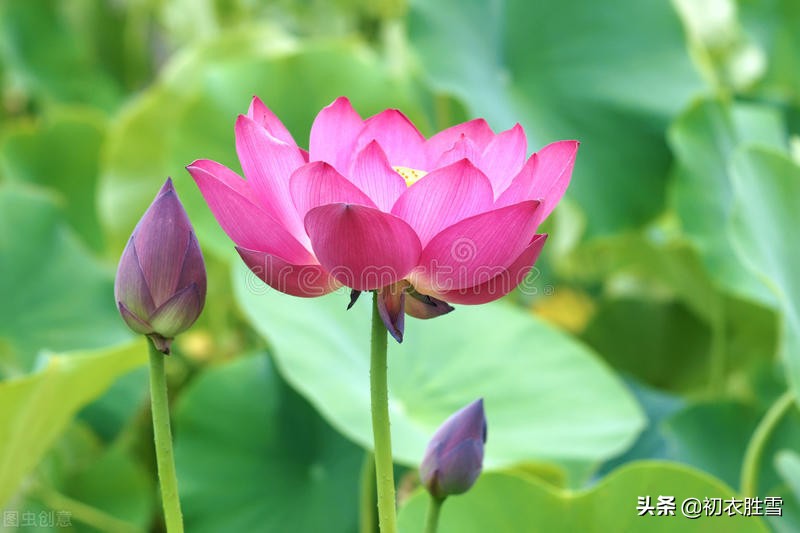 赏读诗经荷花两首，别有一番感受，原来荷花是形容美男子的