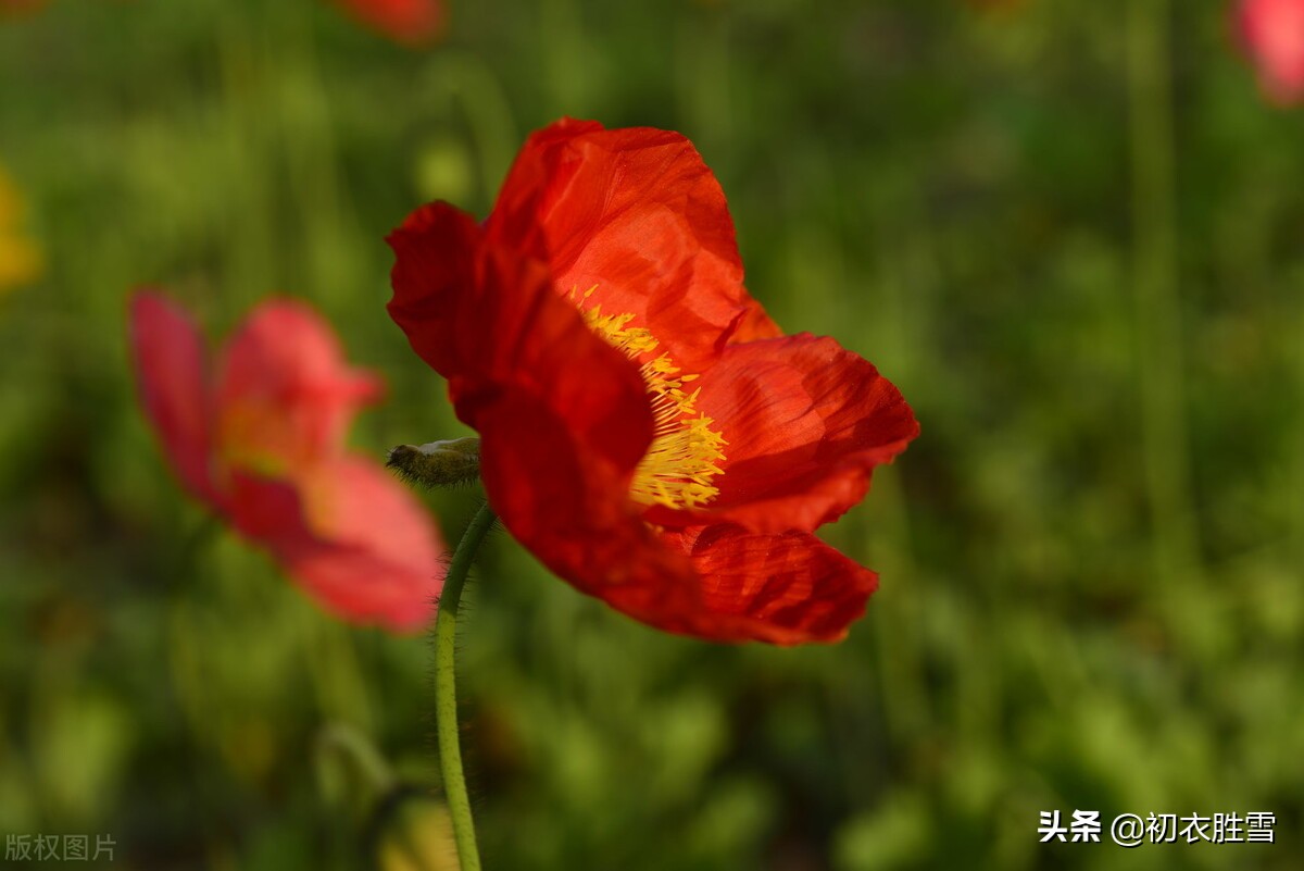 辛弃疾两首《赋虞美人草》赏读：人间不识精诚苦，贪看青青舞