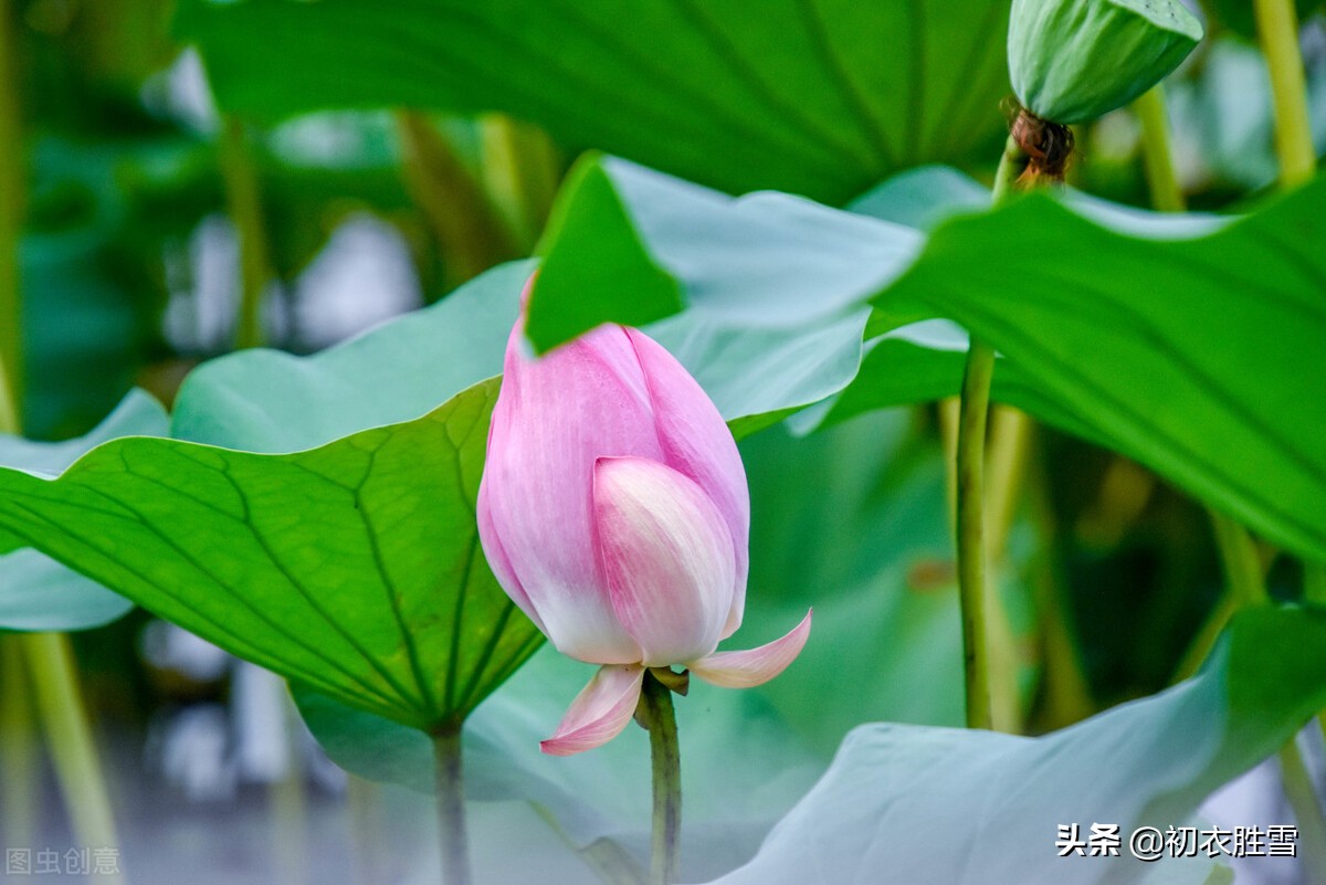 赏读诗经荷花两首，别有一番感受，原来荷花是形容美男子的