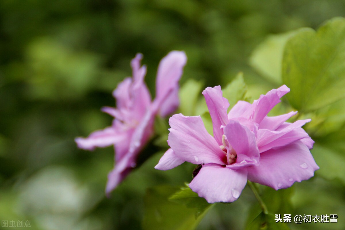 盛夏槿花，颜如舜华，朝开暮落，仙子优雅，槿花八首伴盛夏