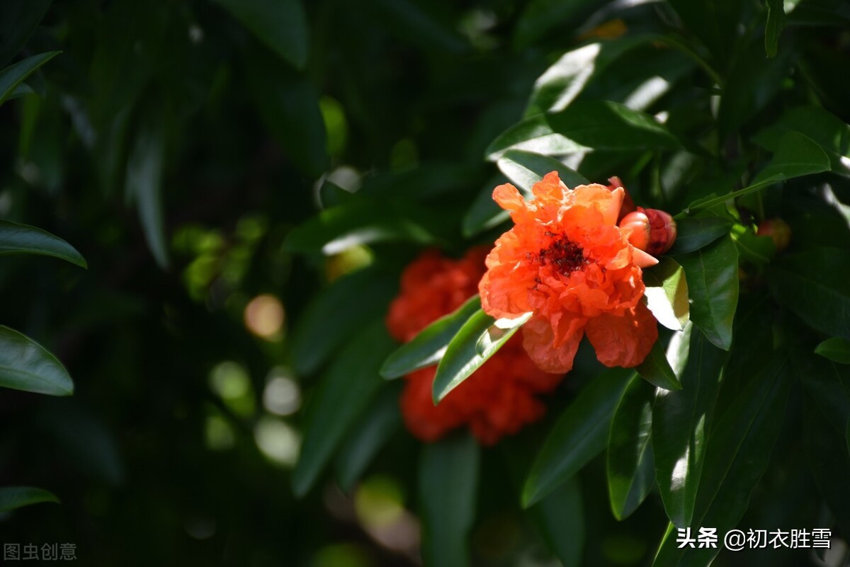 红楼梦中的芒种节，到底送的是哪位花神，谜底在黛玉的葬花诗前