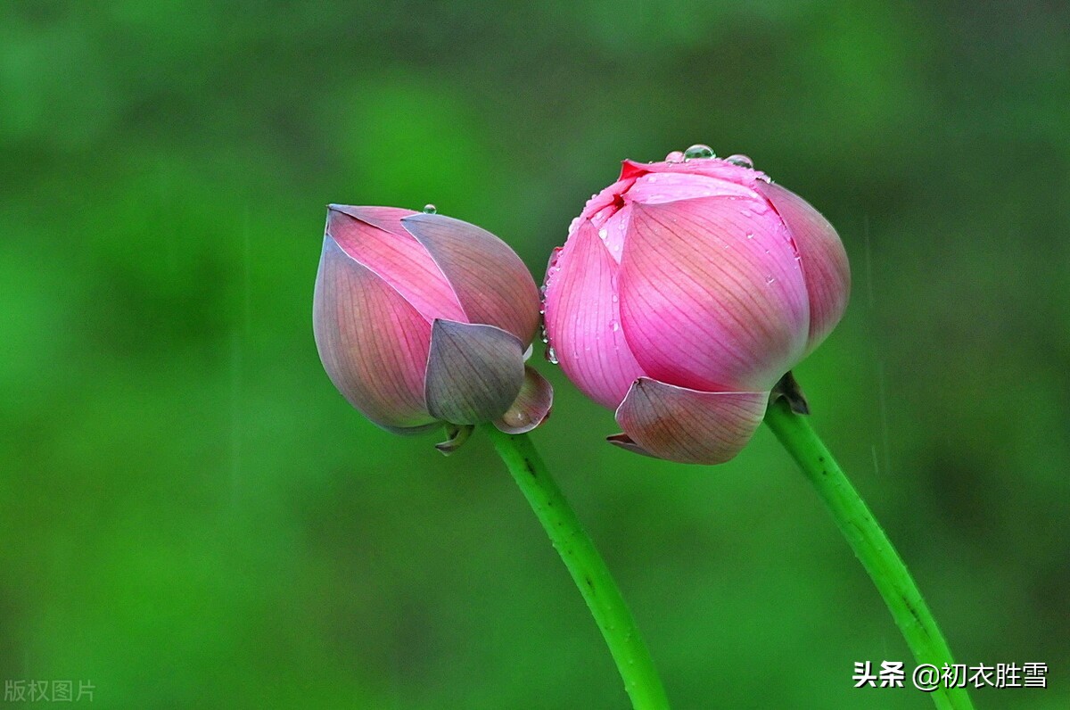 雷雨荷花两首，李商隐的忧郁惆怅，欧阳修的清丽动人，都是相思