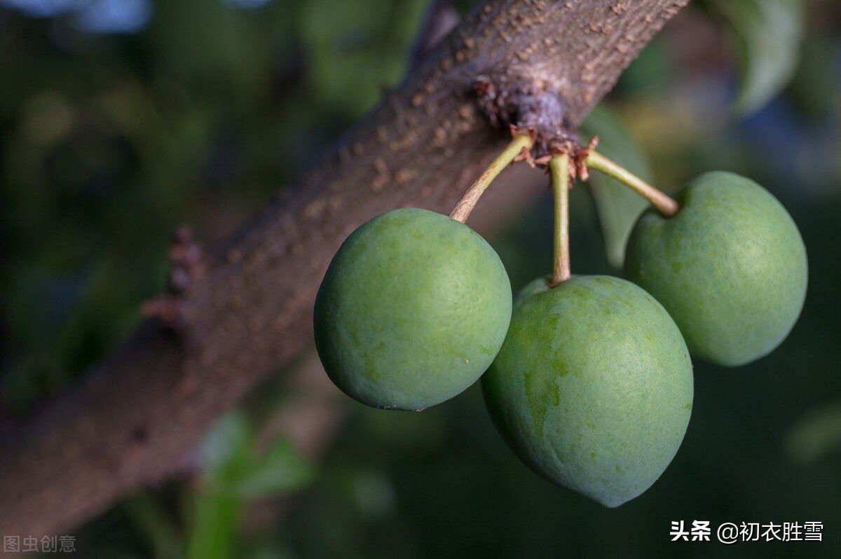 青梅煮酒过芒种，古诗词中的青梅7首，谈谈青梅的历史