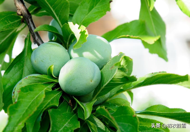 青梅煮酒过芒种，古诗词中的青梅7首，谈谈青梅的历史