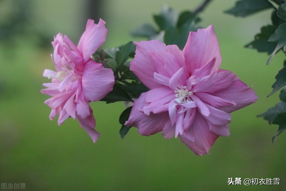 木槿花朝开夕落，并不绝色，为什么李商隐写了至少五首木槿花？