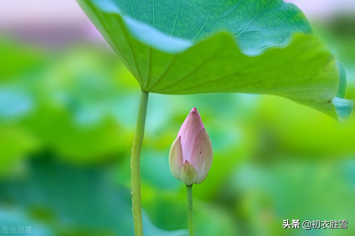 赏读诗经荷花两首，别有一番感受，原来荷花是形容美男子的