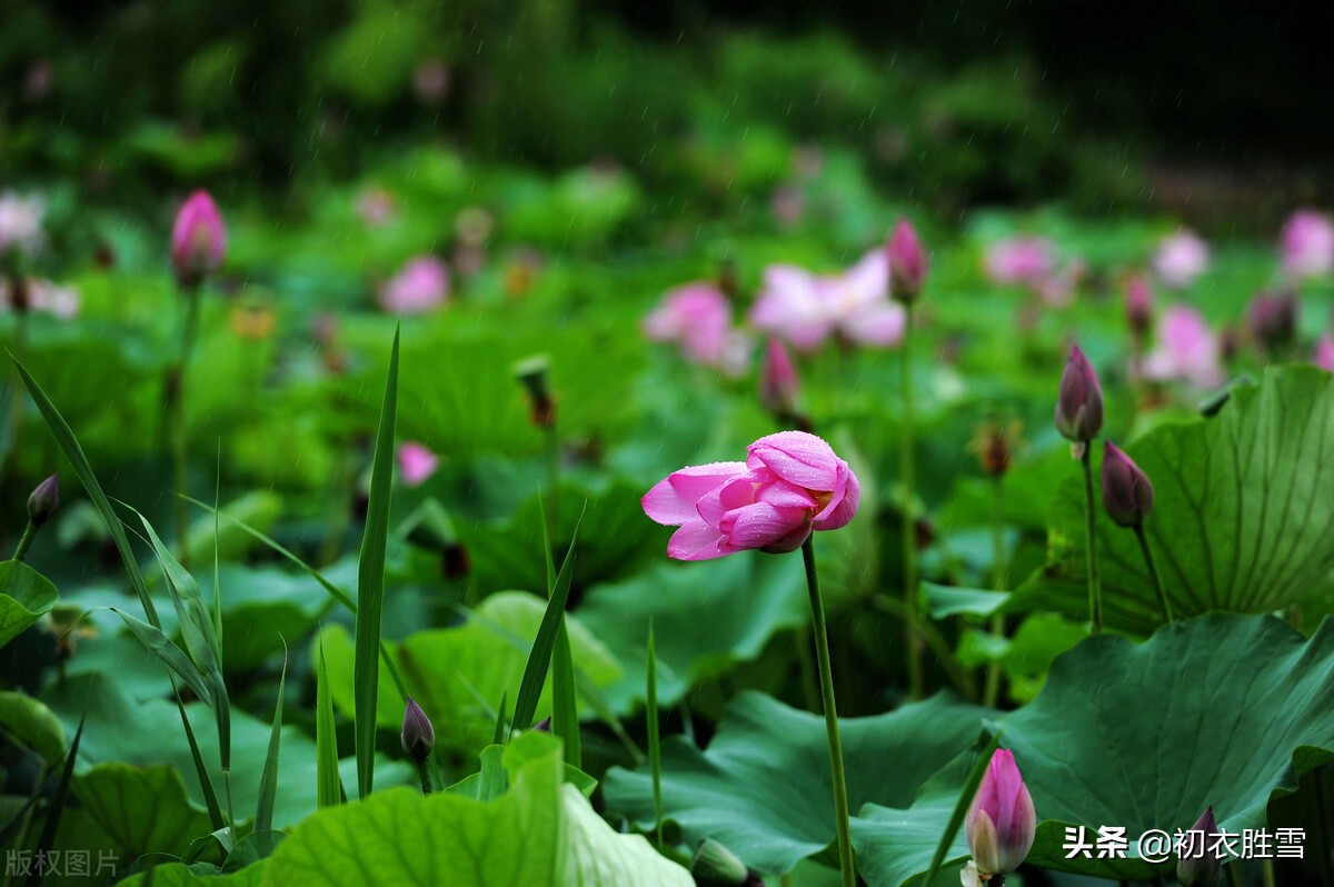 雷雨荷花两首，李商隐的忧郁惆怅，欧阳修的清丽动人，都是相思