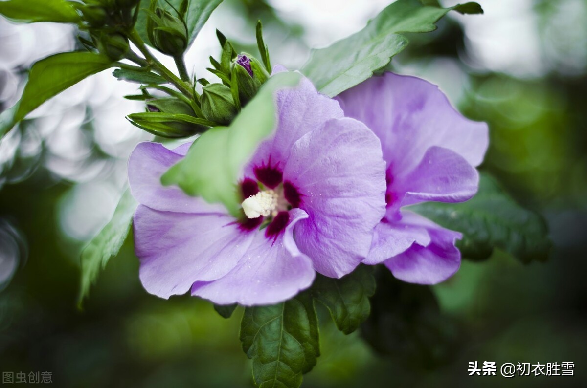 木槿花朝开夕落，并不绝色，为什么李商隐写了至少五首木槿花？