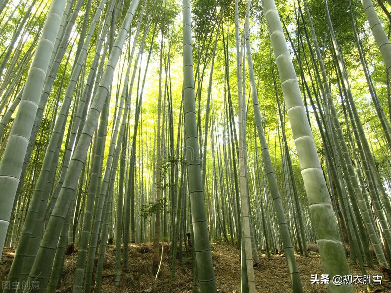 忽尔仲夏，六首仲夏美诗，寻找夏天里的幽静和诗怀