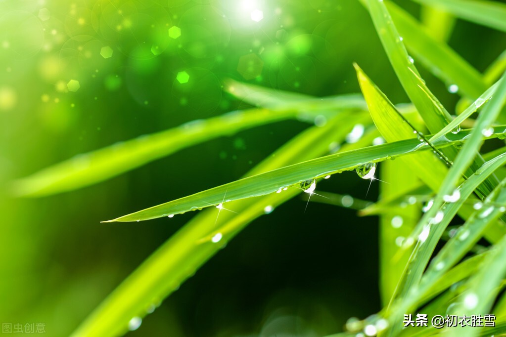 二十四节气小暑古诗两首：温风至，小暑来，先觉雨，长绿苔