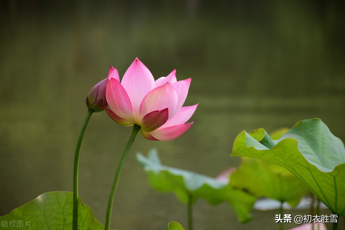 荷花是夏花也是秋花，秋花冒绿水，爱此红渠鲜，李白秋荷三首赏析