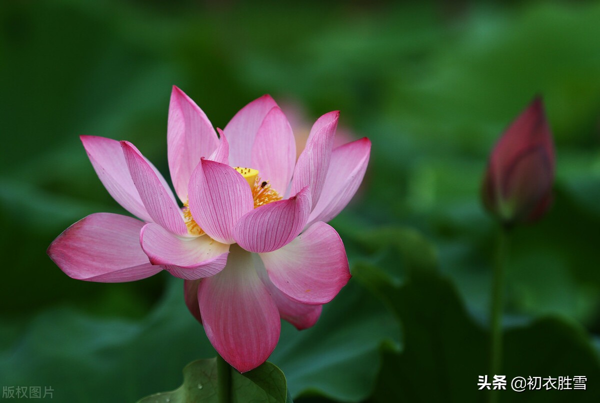 诗词里的荷塘月色8首：开花叶正圆，雾露隐芙蓉，明月小银塘