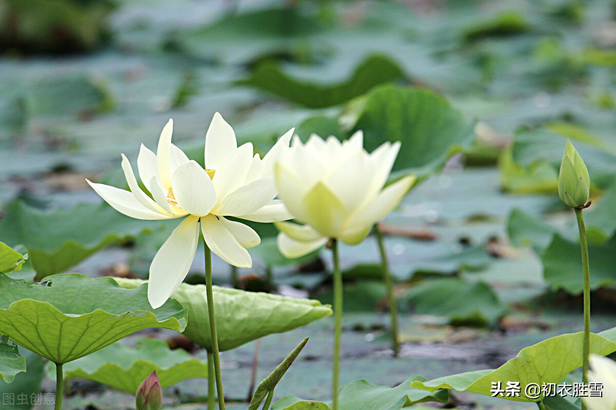 白荷花古诗六首：白白芙蓉花，捧出碧波心