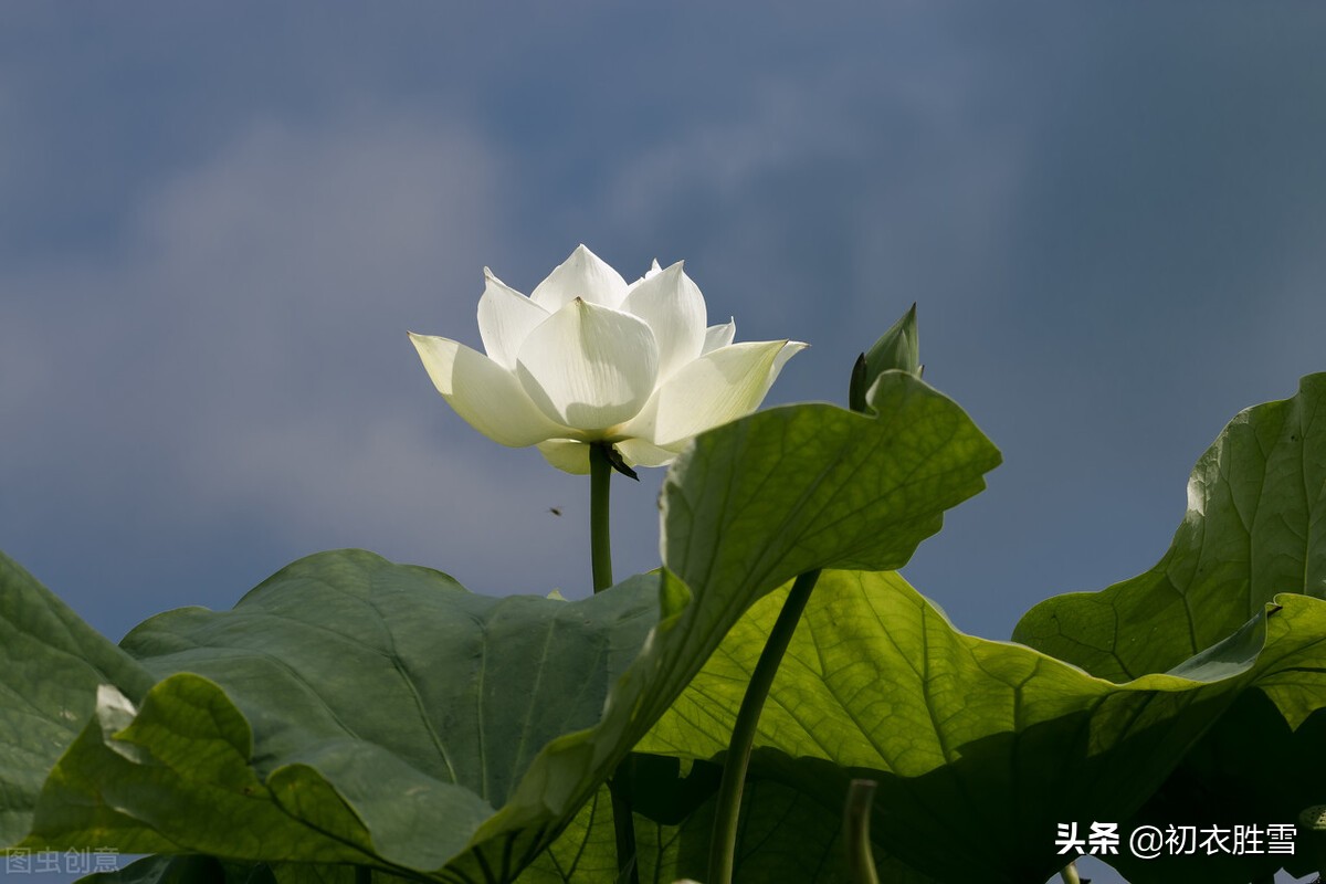 白荷花古诗六首：白白芙蓉花，捧出碧波心