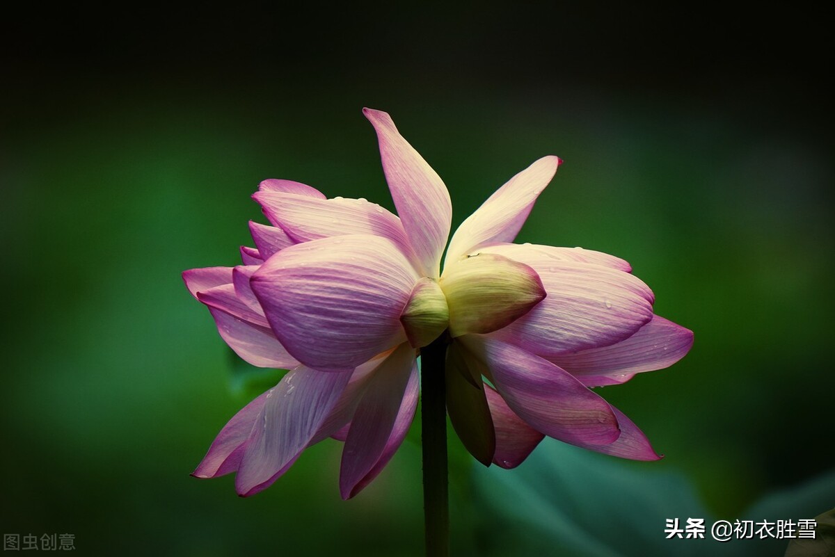 并蒂莲花诗词七首赏读：露湿红芳双朵重，并蒂芙蓉本自双