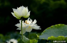 白居易白莲花六首：先问江南物在耶，回头点检白莲花