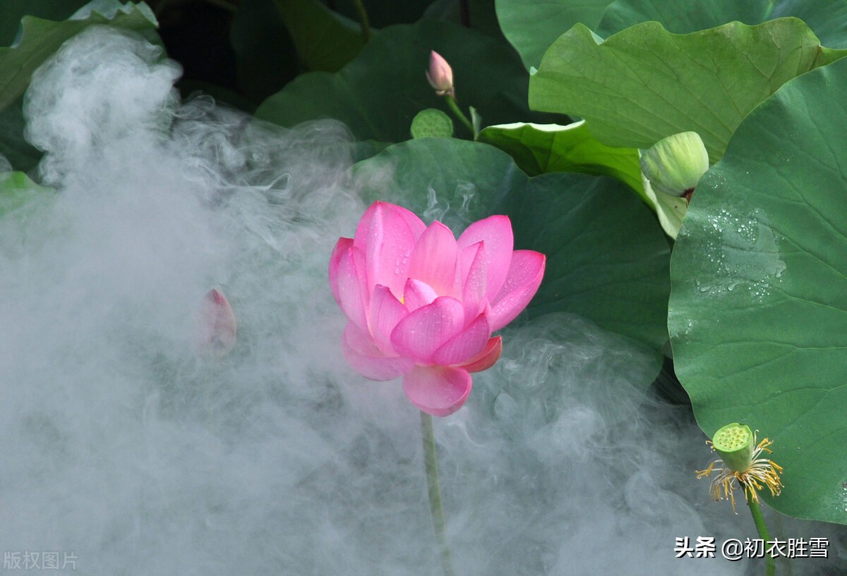 明朝诗人杨基，用荷花来解读李商隐，一瓣芙蕖是彩舟