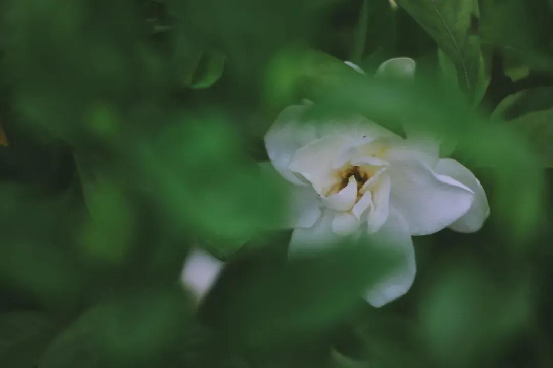 ​半夏花开颜如玉，陌上流年清欢许