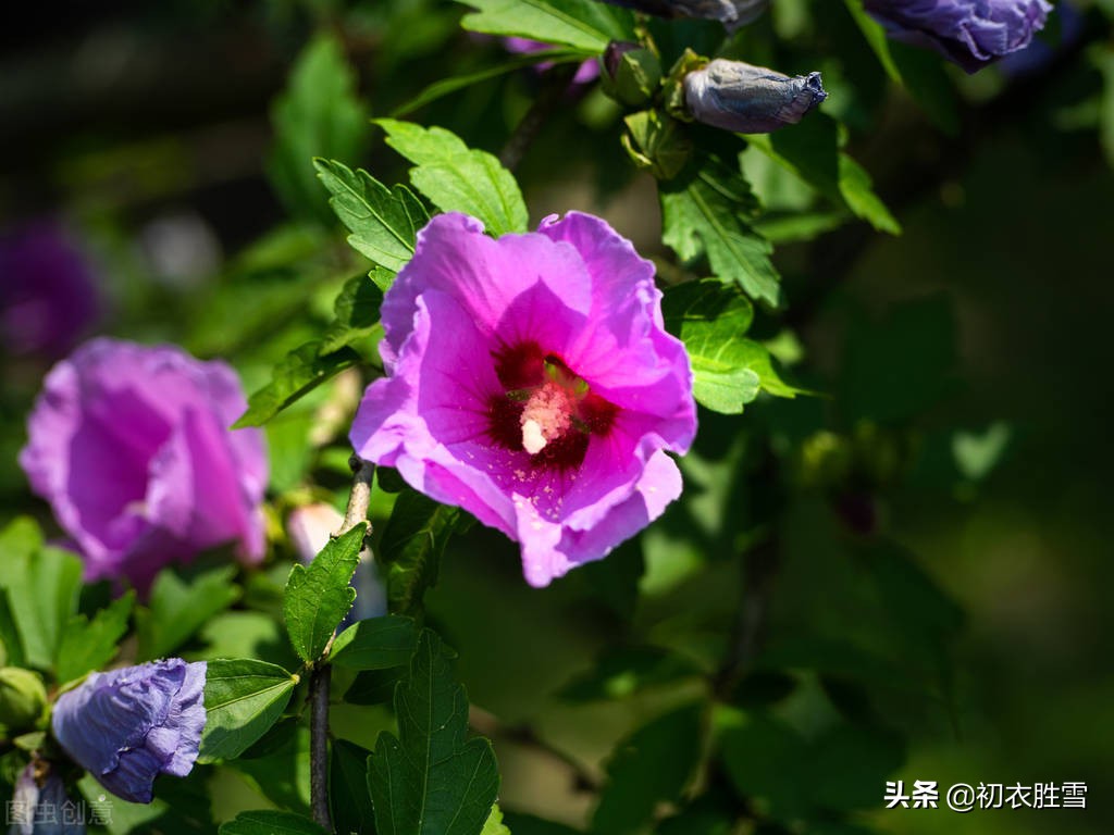 盛夏幽花木槿七首：英英木槿花，淡然超群芳