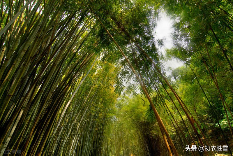 竹里清凉，夏日竹诗七首，坐销三伏景，水拥竹千竿