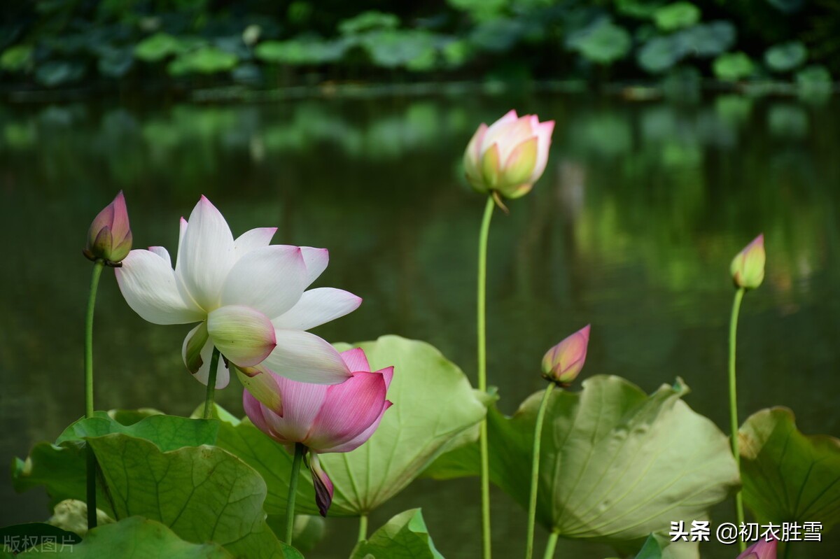 荷花是夏花也是秋花，秋花冒绿水，爱此红渠鲜，李白秋荷三首赏析