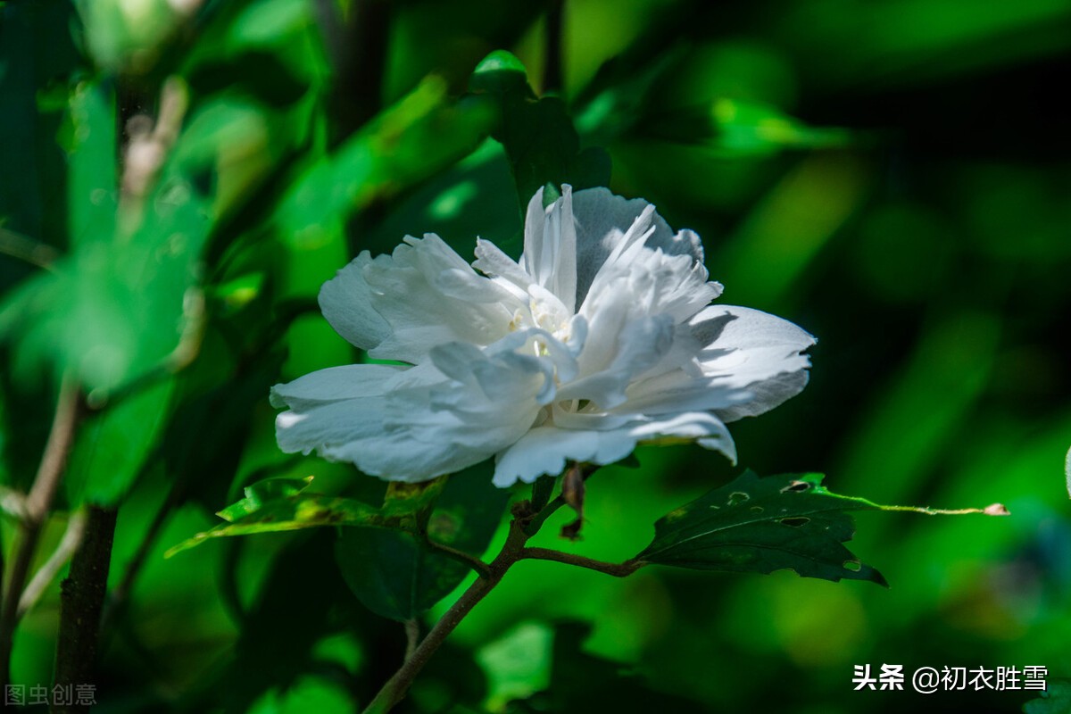 盛夏幽花木槿七首：英英木槿花，淡然超群芳