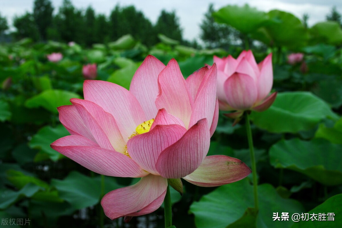 赏读李渔荷花两篇：冷然一阵荷香过，是花是叶，分他不破