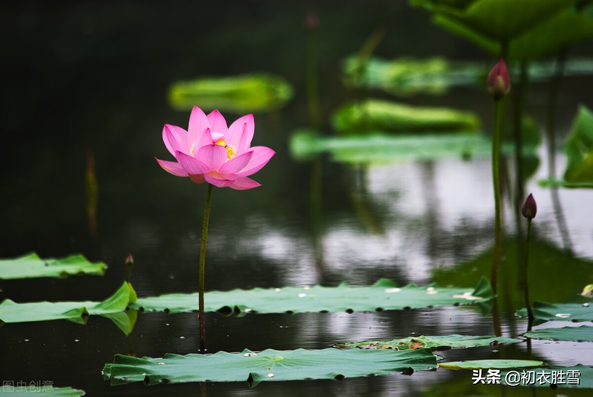 解析纳兰性德荷花美句，不及芙蓉，一片幽情冷处浓