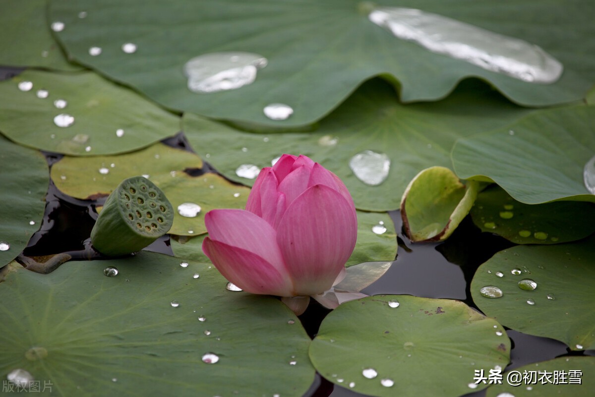 晚夏古诗五首：一夜雨声凉到梦，万荷叶上送秋来