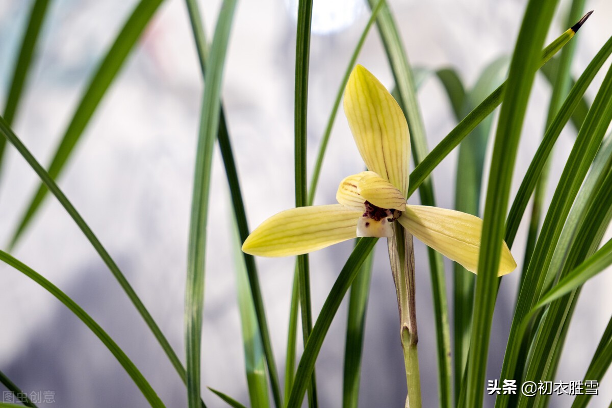 鲁迅夏诗五首赏读，香草美人，屈原遗韵