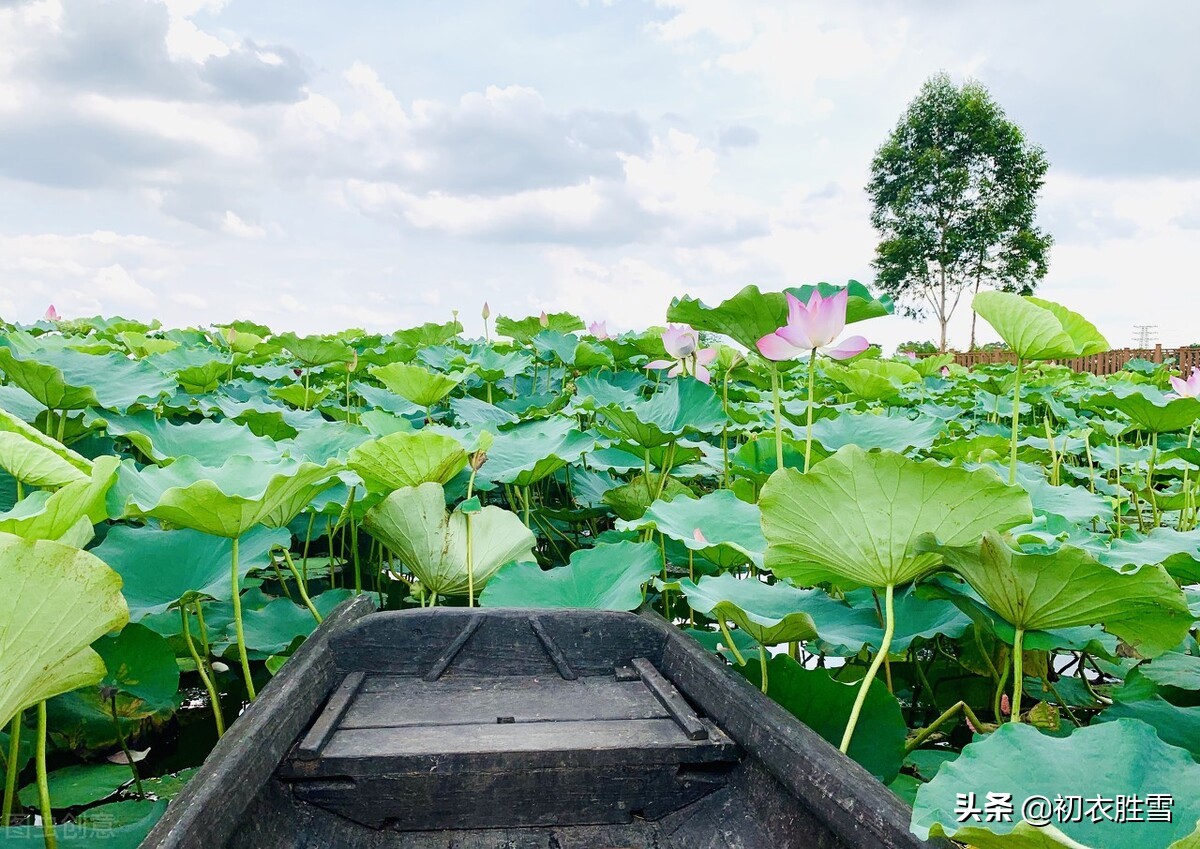 明朝诗人杨基，用荷花来解读李商隐，一瓣芙蕖是彩舟