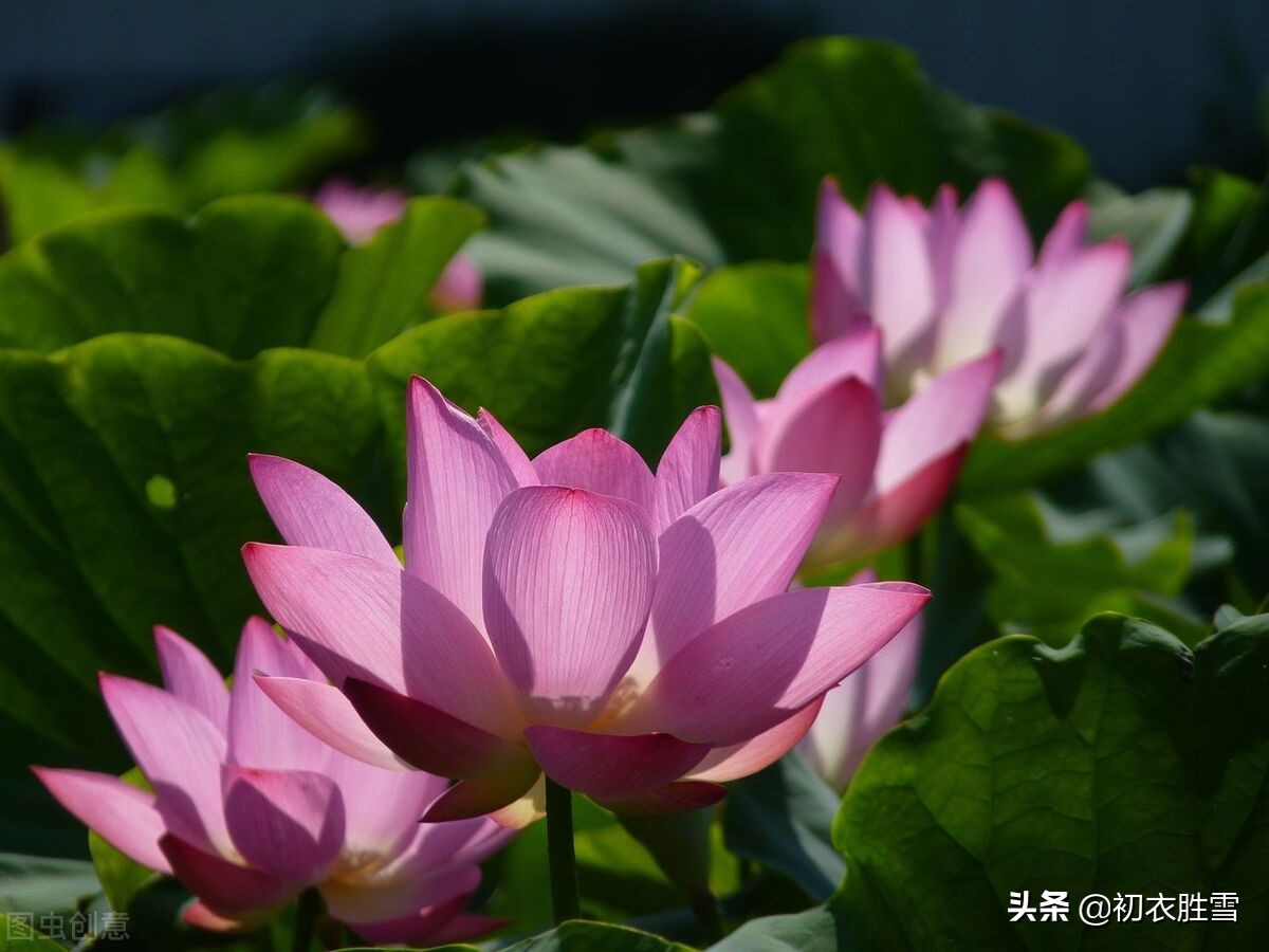 荷花是夏花也是秋花，秋花冒绿水，爱此红渠鲜，李白秋荷三首赏析