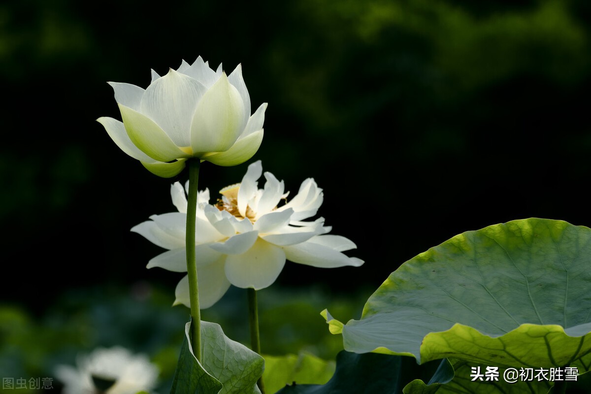 白荷花古诗六首：白白芙蓉花，捧出碧波心