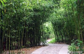 竹里清凉，夏日竹诗七首，坐销三伏景，水拥竹千竿