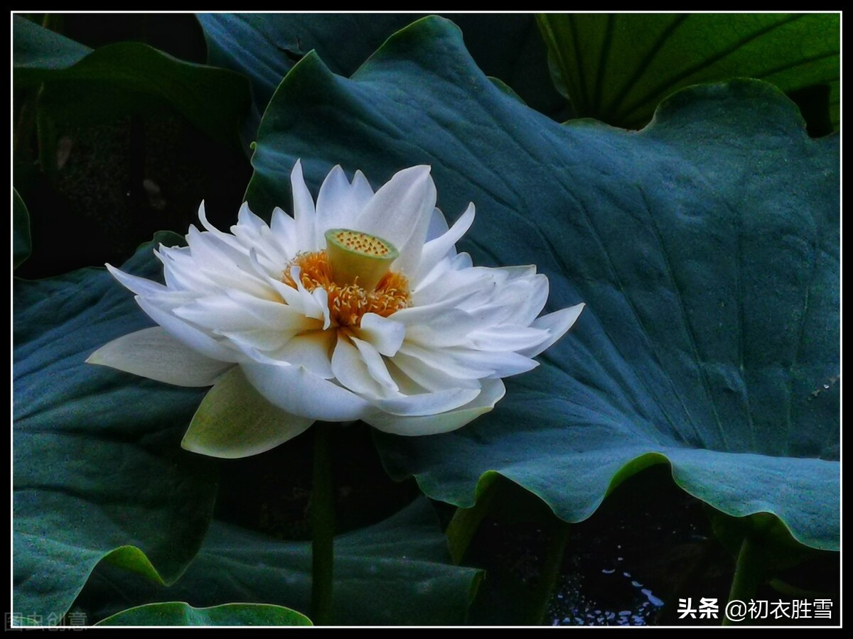 白荷花古诗六首：白白芙蓉花，捧出碧波心