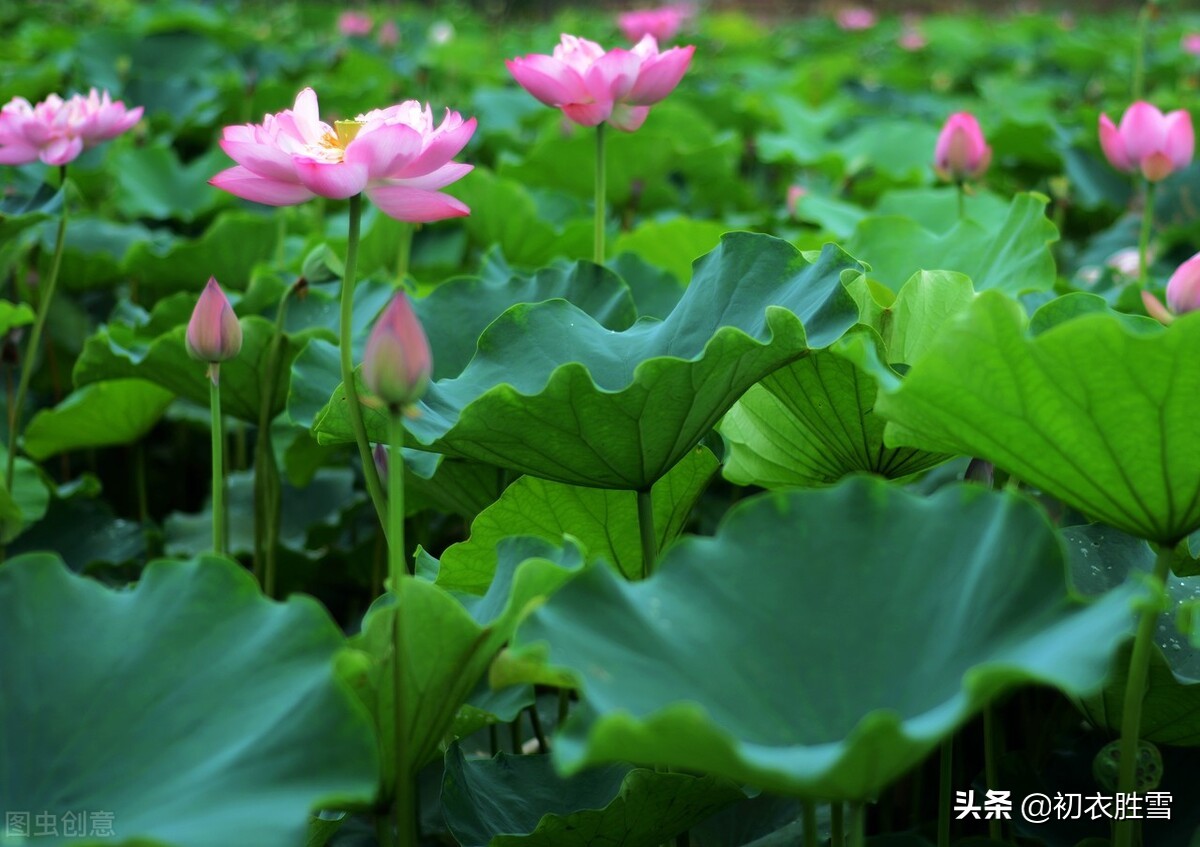 盛夏荷花诗词五首，千层翠盖万红妆，说的是哪个月的荷花？