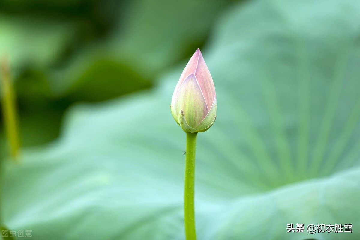 周敦颐并不是高官，也不是诗人，何以他的《爱莲说》得以流传？