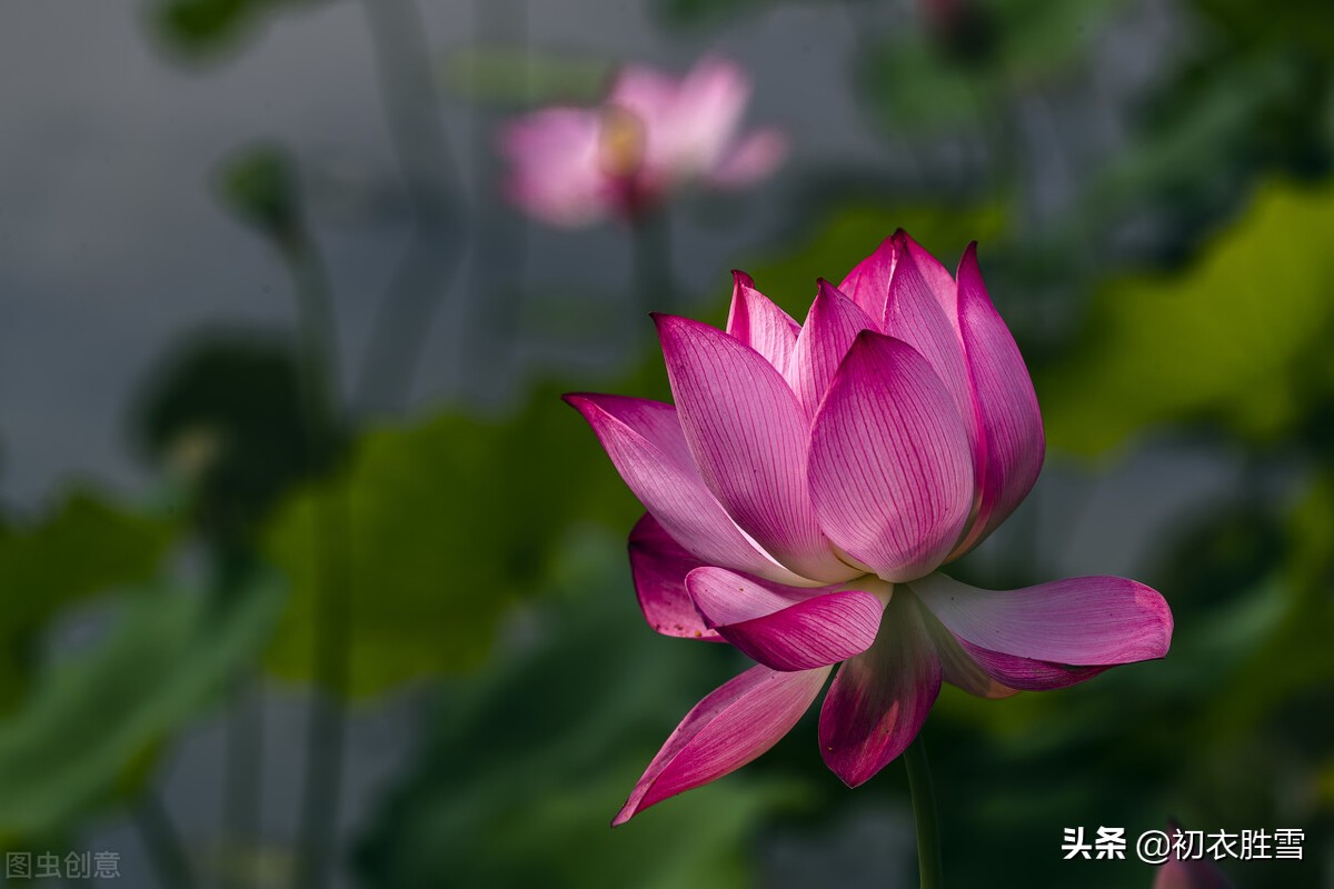 荷花是夏花也是秋花，秋花冒绿水，爱此红渠鲜，李白秋荷三首赏析