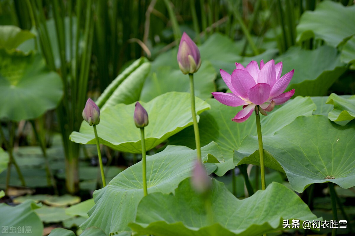 诗词里的荷塘月色8首：开花叶正圆，雾露隐芙蓉，明月小银塘