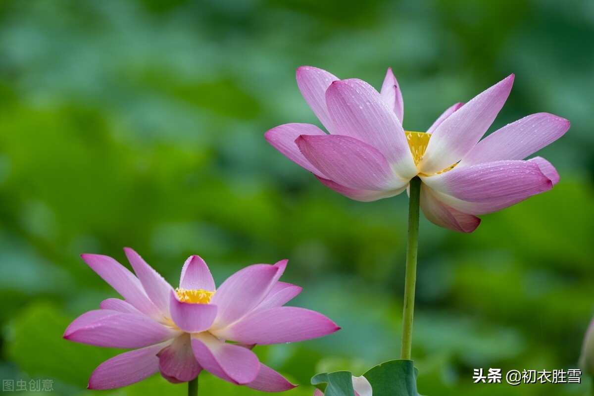 王维荷花诗五首，洗练生动，日日采莲去，莲动下渔舟