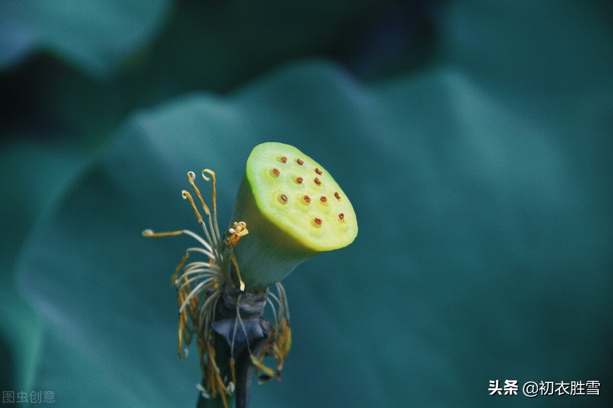 早秋秋雨荷花美词五首：芙蕖花上濛濛雨，六尺芙蓉满意凉