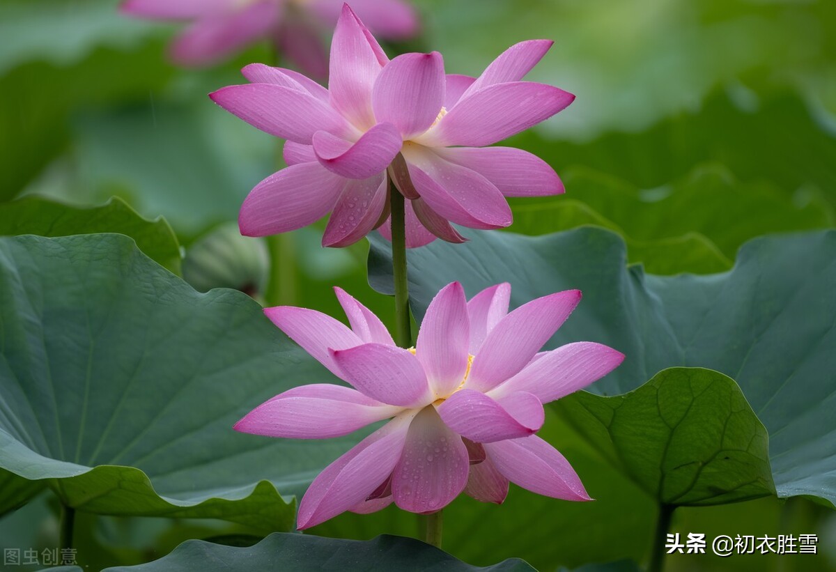 王维荷花诗五首，洗练生动，日日采莲去，莲动下渔舟