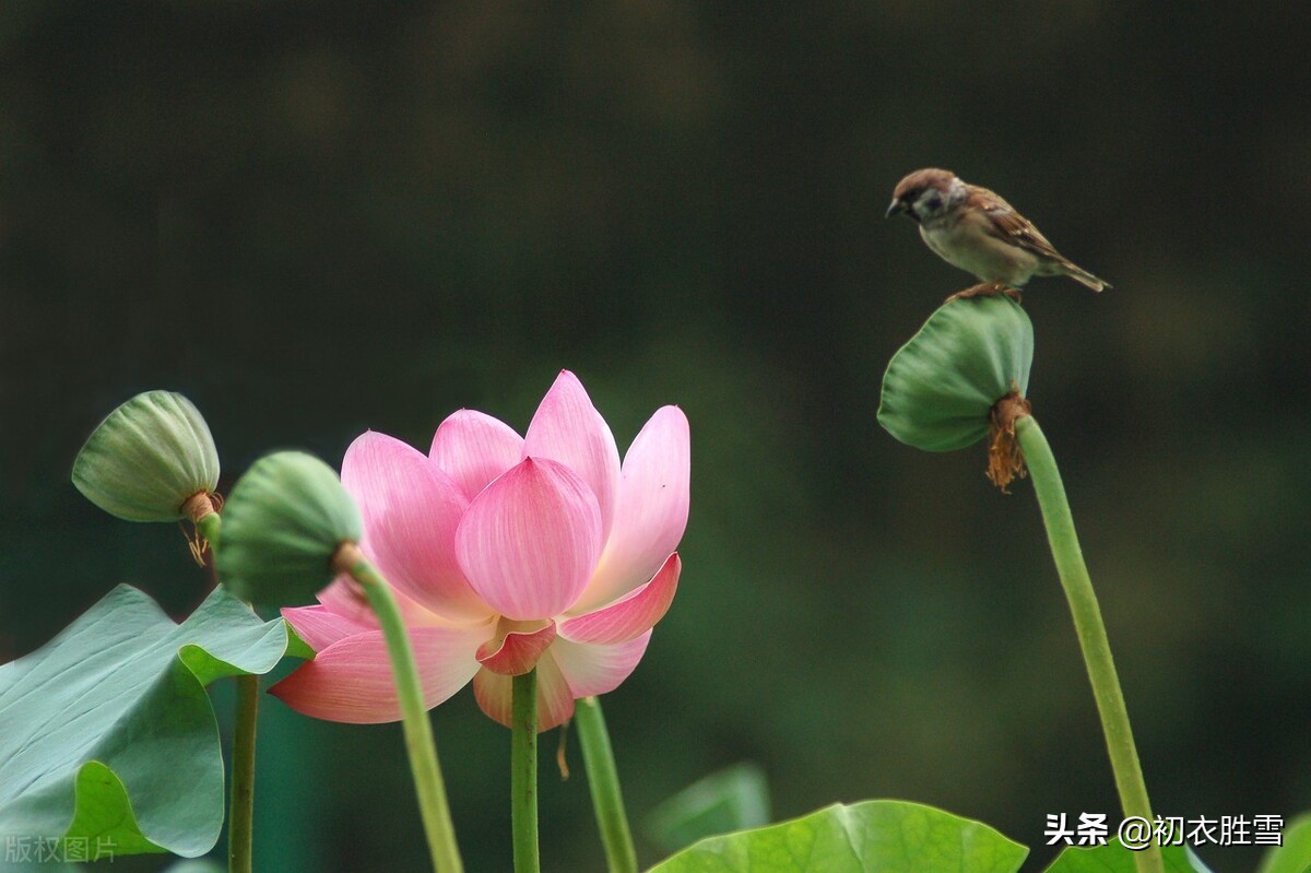 上官婉儿一首诗里的晚夏早秋，木叶落，荷花开，彩书怨，相思来