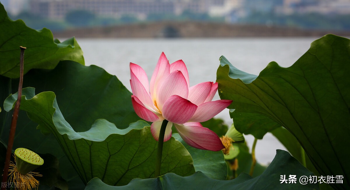 明丽秋水荷花诗词七首：数朵芙蕖，嫣然一笑凌清晓