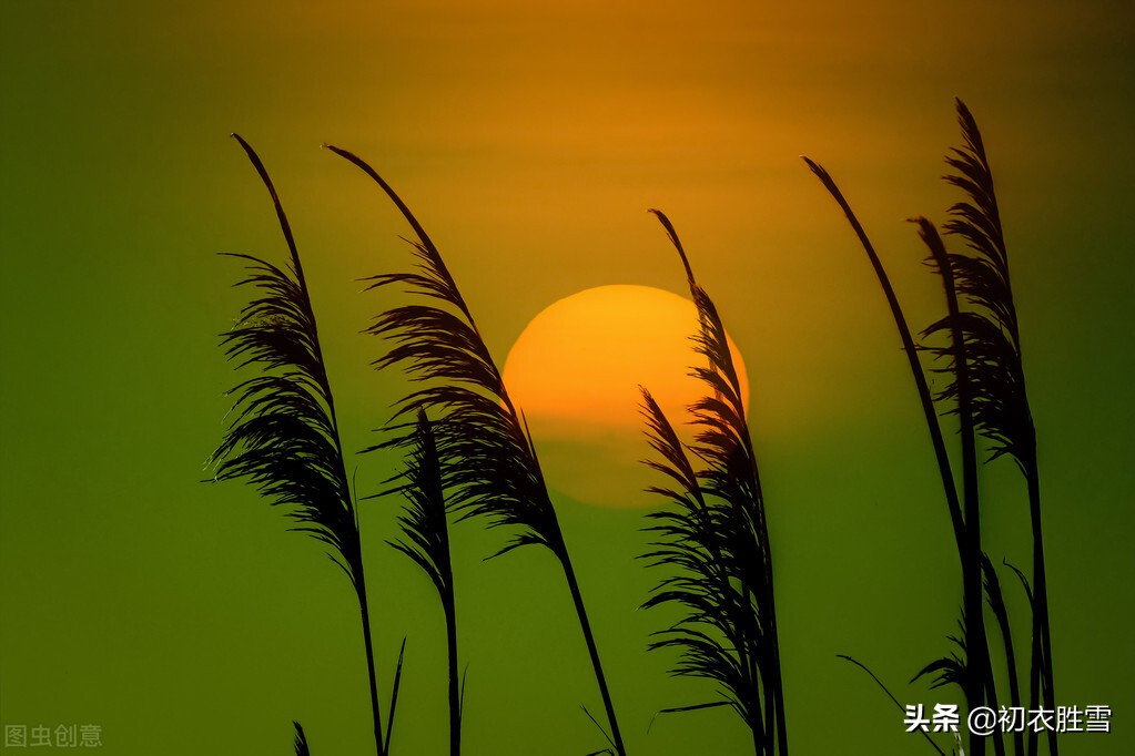 早秋秋草诗词五首赏读：凤髻抛残秋草生，回廊远砌生秋草