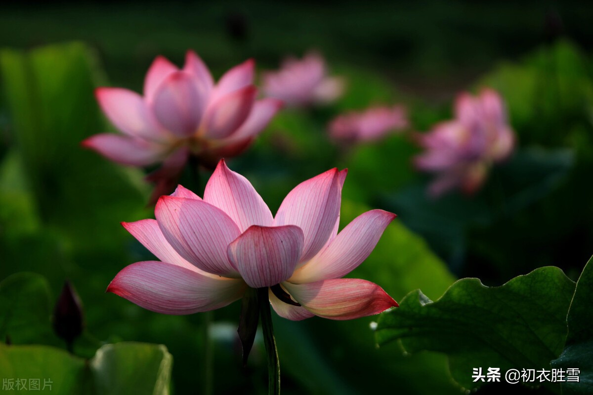 立秋节气荷花五首：相看菡萏千花色，不受梧桐一叶秋