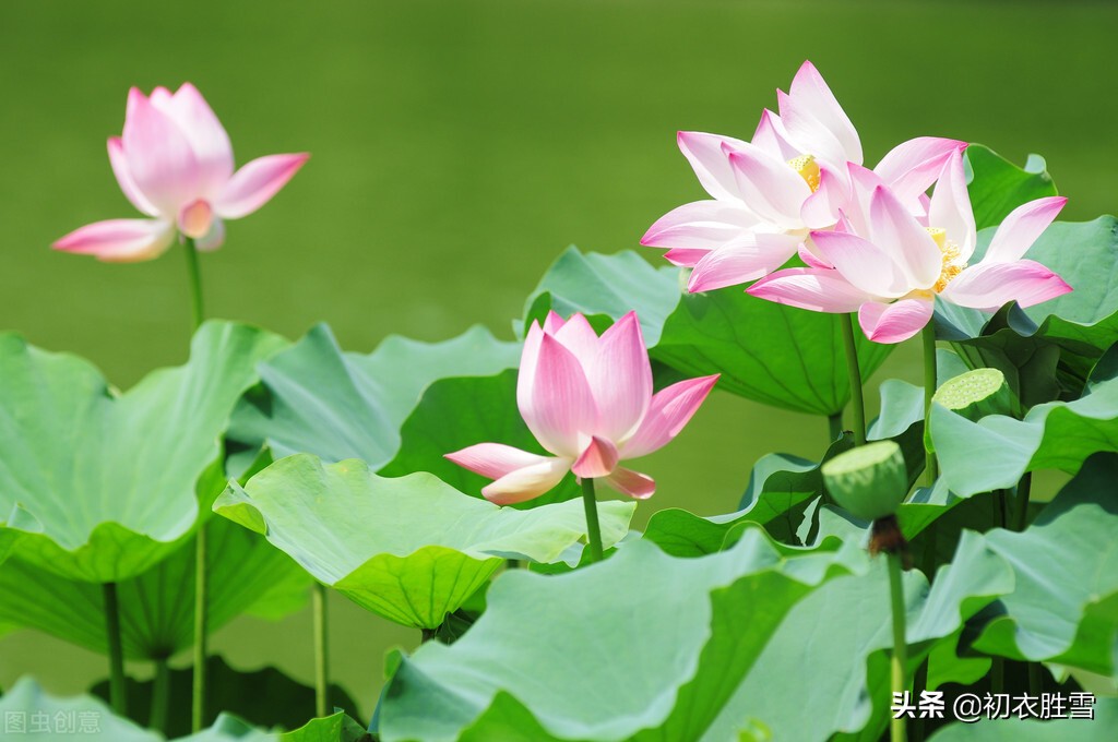 立秋节气荷花五首：相看菡萏千花色，不受梧桐一叶秋