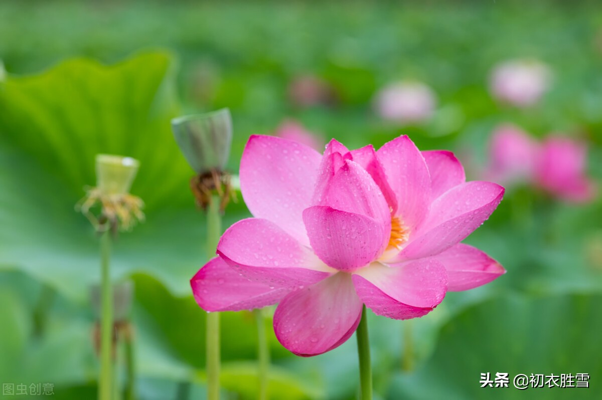 早秋秋雨荷花美词五首：芙蕖花上濛濛雨，六尺芙蓉满意凉