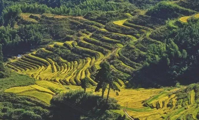 来丽水，过一段闲云野鹤的生活